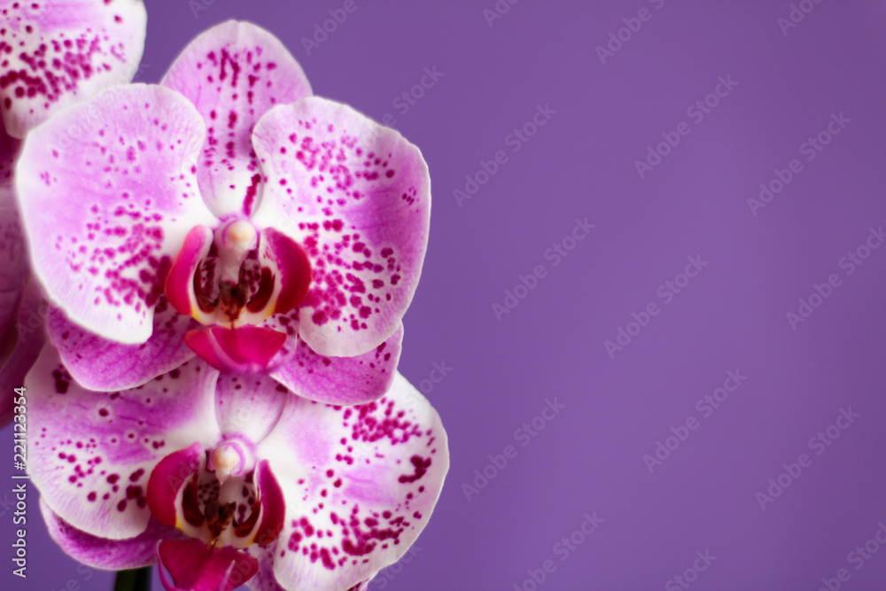 Close up on pink and white orchid, purple background, selective focus, free copy space