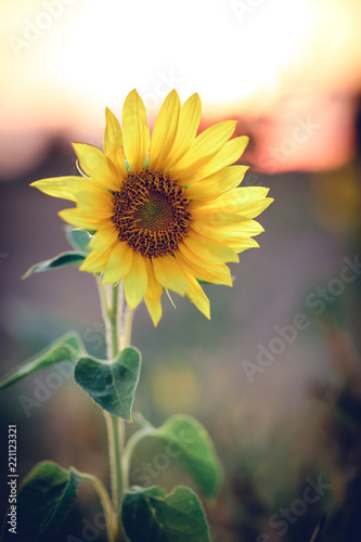 Fototapeta Naklejka Na Ścianę i Meble -  Sonnenblume im Sonnenuntergang
