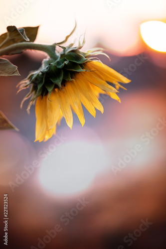 Fototapeta Naklejka Na Ścianę i Meble -  Sonnenblume im Sonnenuntergang