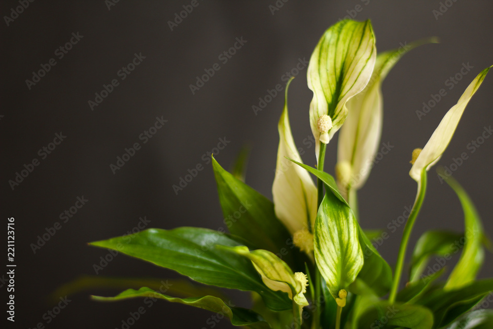 Obraz premium Spathiphyllum close up, black background, selective focus, free copy space