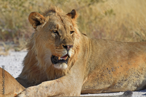 Fototapeta Naklejka Na Ścianę i Meble -  Löwe (panthera leo) auf der Straße im Etosha Nationalpark in Namibia