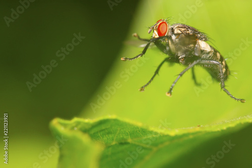 closeup of jumping flesh fly