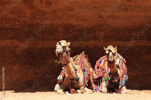 Camels Of Petra in Jordan © AnastasiiaUsoltceva