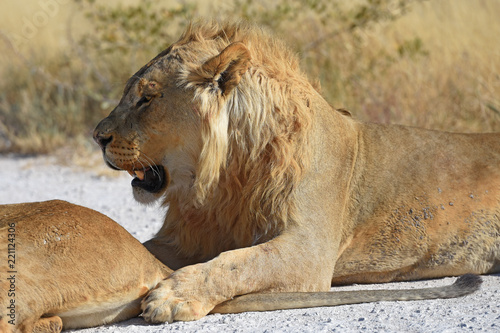 Fototapeta Naklejka Na Ścianę i Meble -  Löwenmännchen (panthera leo) im Etosha Nationalpark in Namibia
