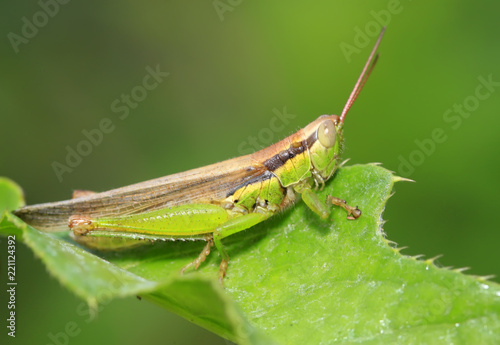 locusts on green leaf in the wild © YuanGeng