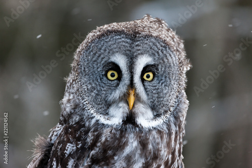 Colour landscape image of a Grey Owl, also known as Gray Owl, perched against a winter woodland scene with snow.