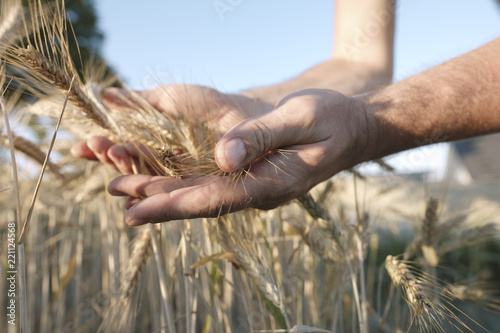 Man's hands holding wheat ears photo