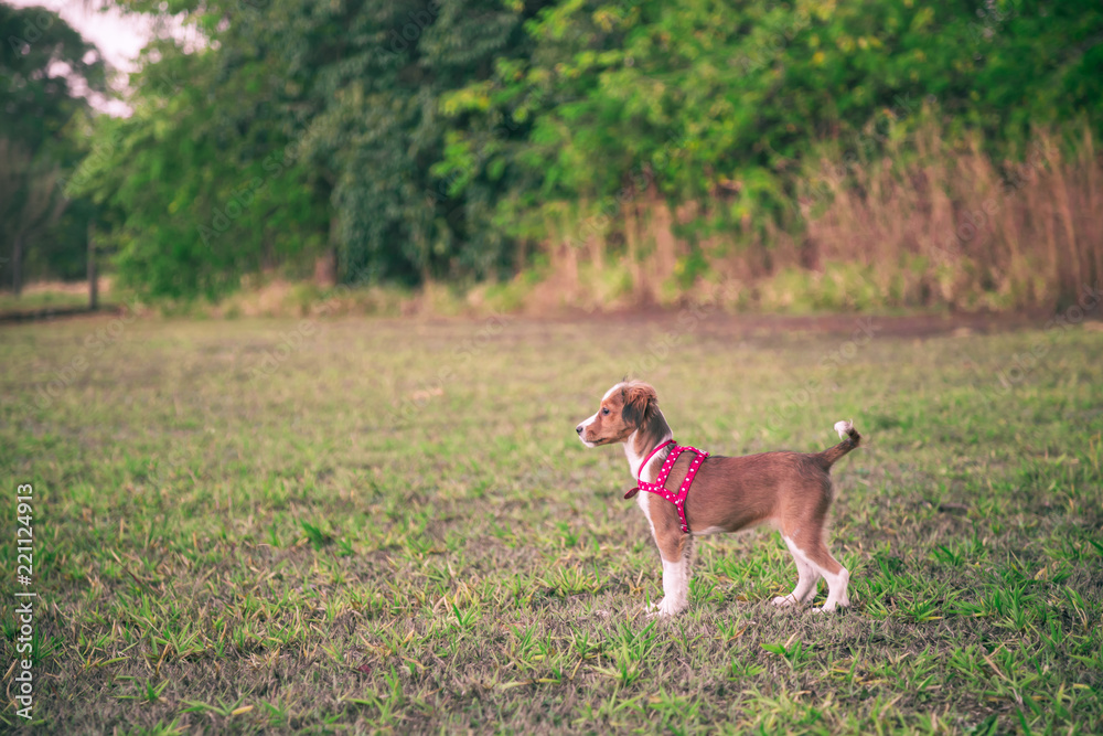 Side view of cute puppy brown/white dog in a green grass field with trees in the background. Lifestyle, Animal, Nature, Parks and family is the concept