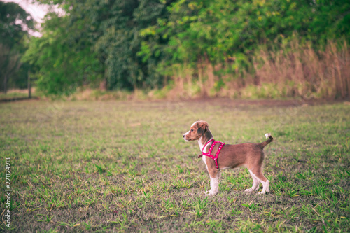 Side view of cute puppy brown/white dog in a green grass field with trees in the background. Lifestyle, Animal, Nature, Parks and family is the concept