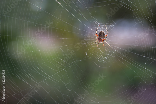 Close-up of the Back of a Cross Spider on Her Web