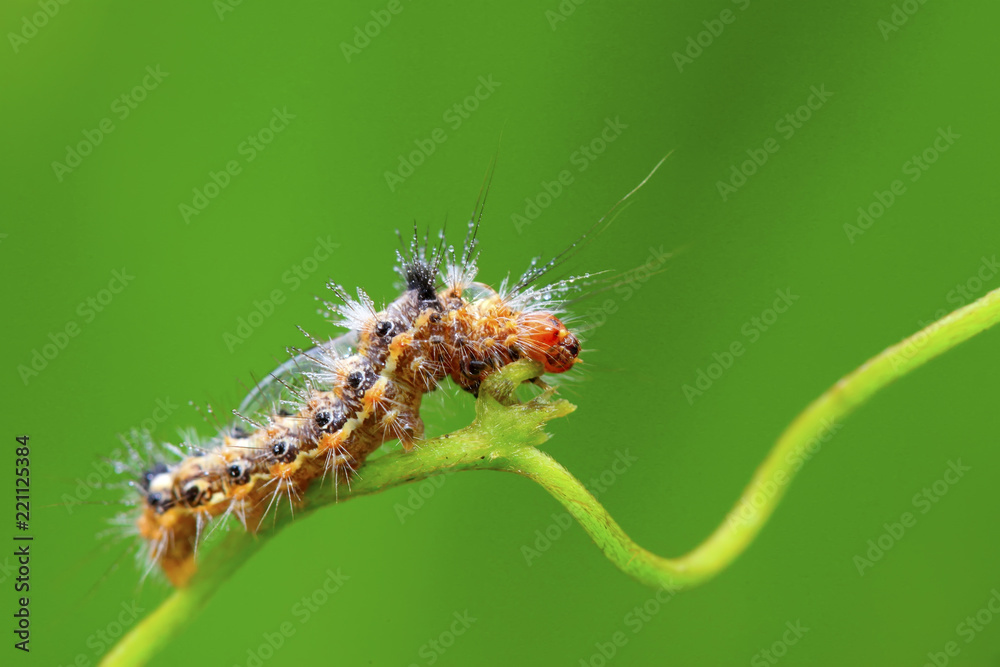 Fototapeta premium butterfly larvae - caterpillar