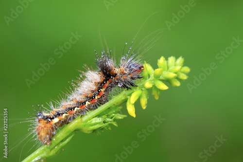 butterfly larvae - caterpillar © YuanGeng