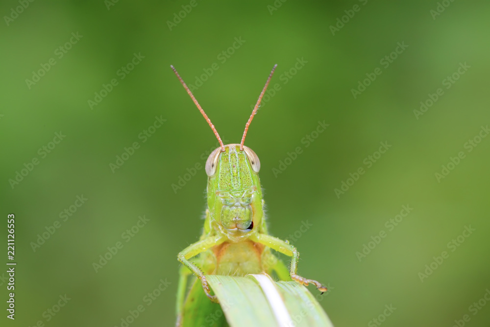 Fototapeta premium locusts on green leaf in the wild