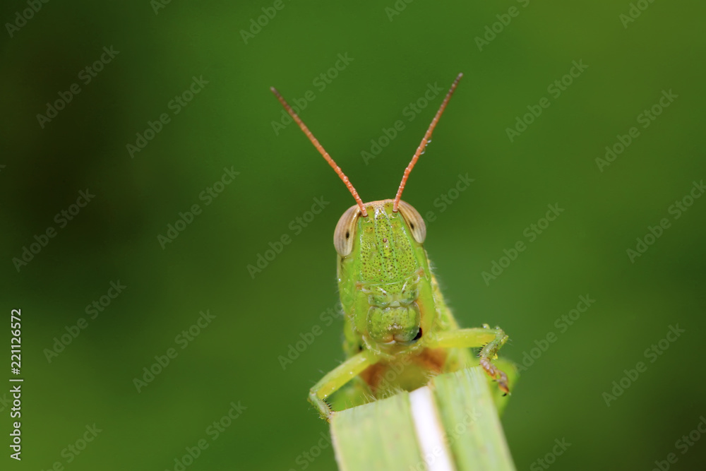 locusts on green leaf in the wild locusts on green leaf in the wild