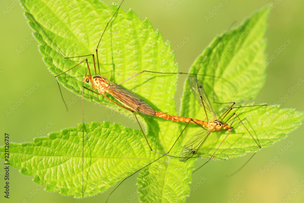 mosquitoes insects mating on green leaf mosquitoes insects mating on green leaf