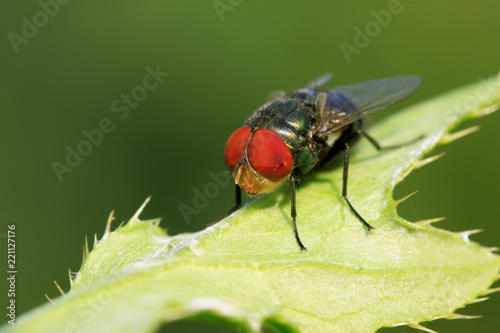 Calliphora erythrocephala