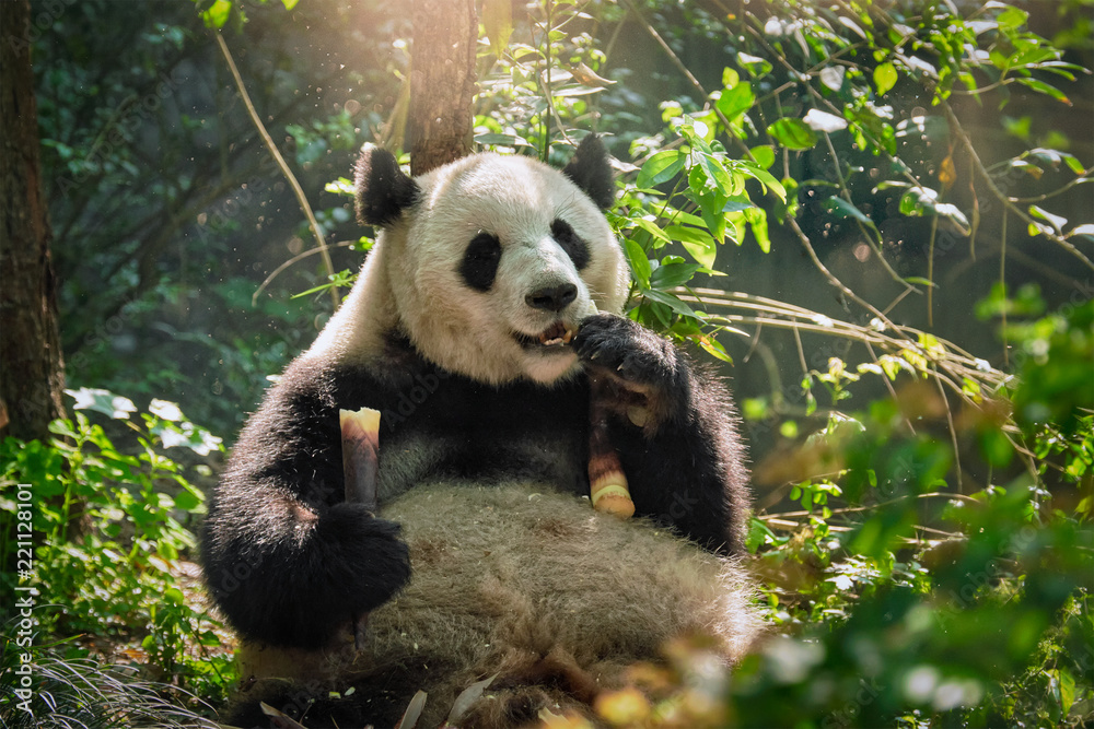 Obraz premium Giant panda bear in China