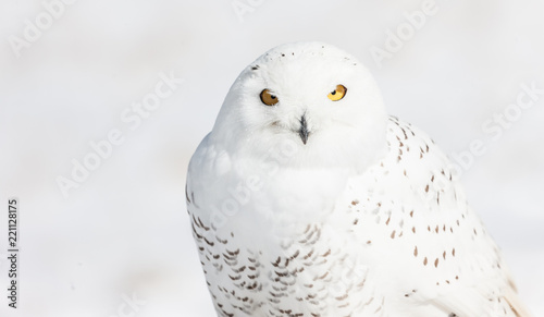 A mature snowy owl photographed in flight and on the ground against a snowy Canadian background.