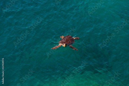 Big sea turtle in Mediterranean Sea swimming at the beach near Antalya, Turkey