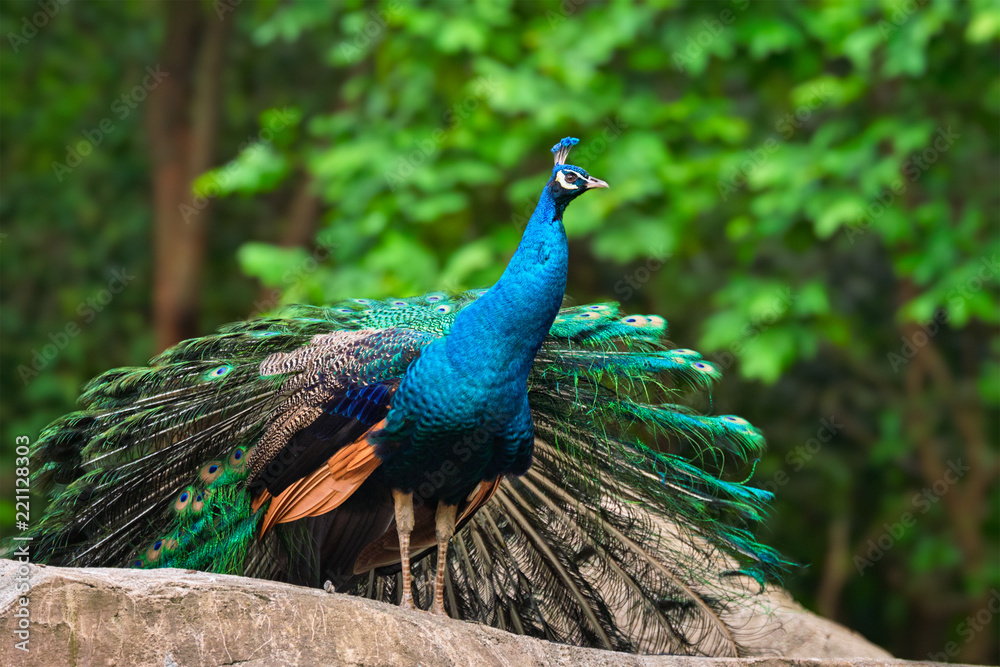 Peacock in forest Peacock in forest