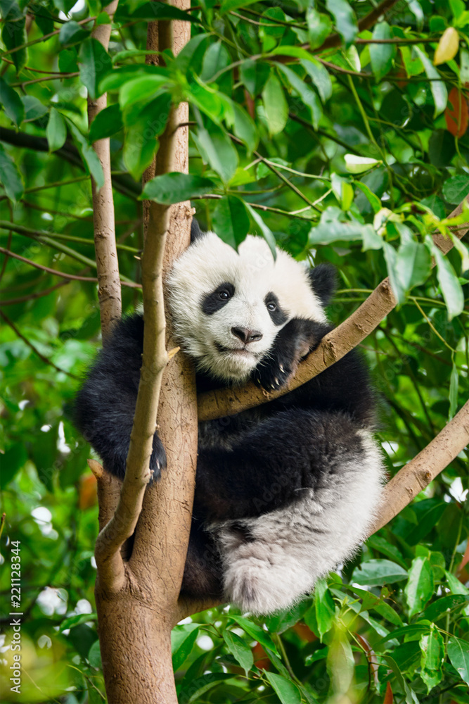 Fototapeta premium Giant panda bear in China