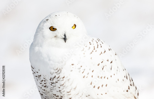 A mature snowy owl photographed in flight and on the ground against a snowy Canadian background.