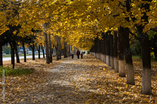 Ukraine, Luhansk - Avenue of maples in autumn in the city of Luhansk in 2013 photo