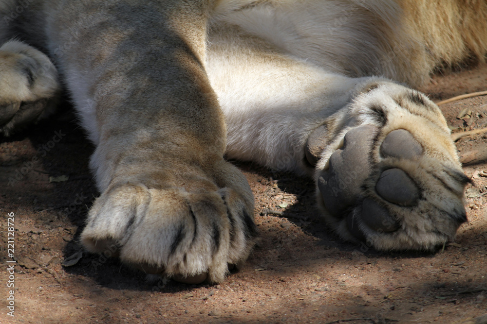 Naklejka premium Closeup of the paws of a lion cub in South Africa