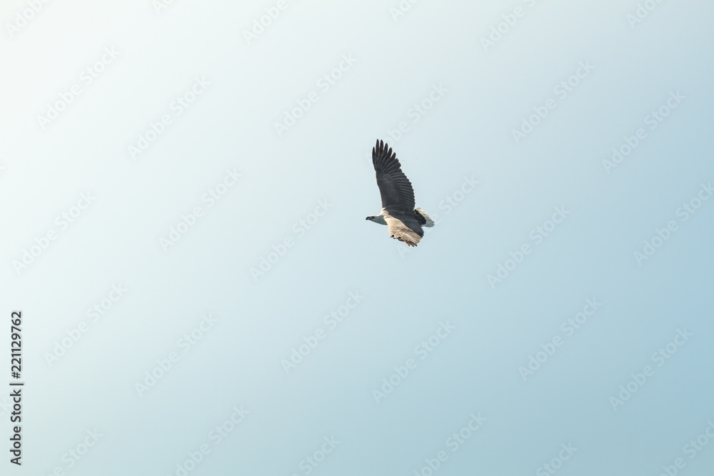 Mountain Eagle Mountain Eagle
