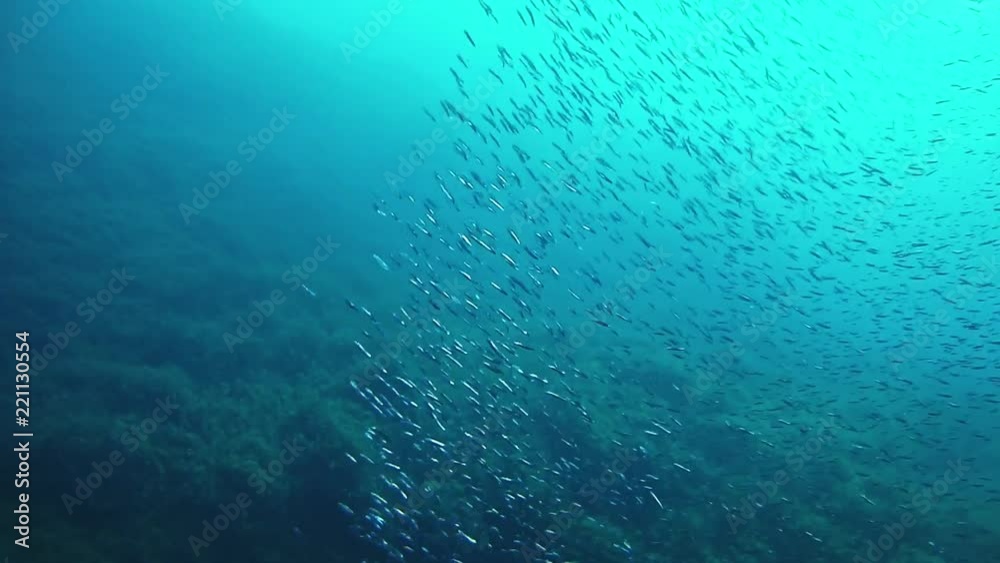 Baitball of little fishes in the Mediterranean sea Baitball of little fishes in the Mediterranean sea