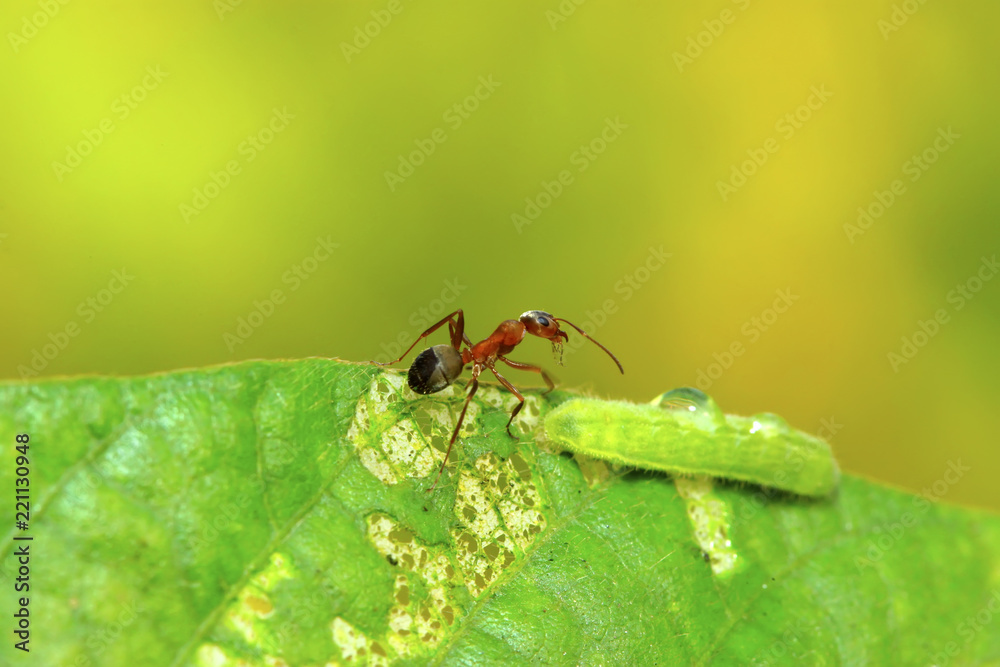 Fototapeta premium mercerized brown forest ants