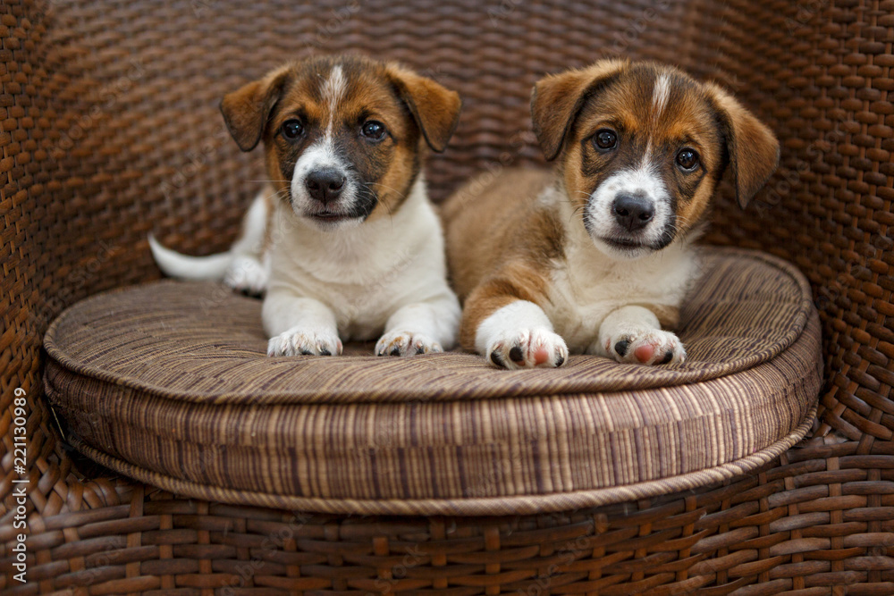 Two small puppies