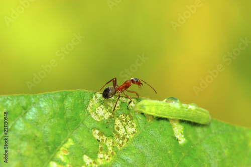 mercerized brown forest ants © YuanGeng