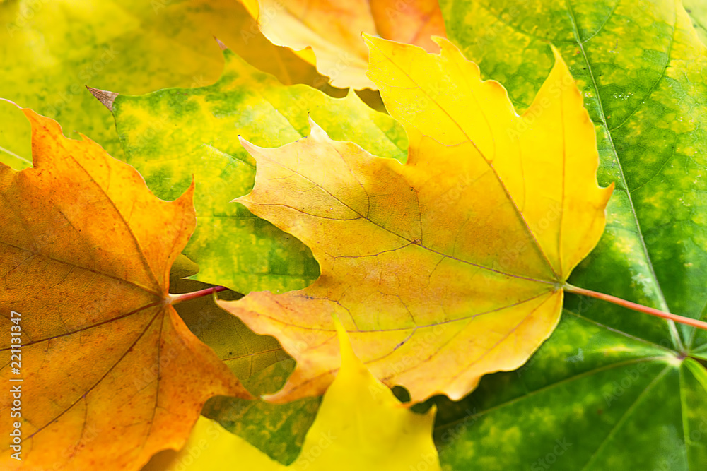 Yellow and green maple leaves close-up Yellow and green maple leaves close-up