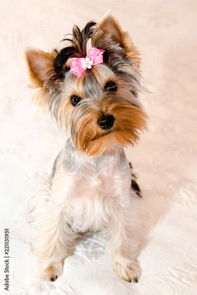 Beautiful puppy yorkshire terrier with bow Beautiful puppy yorkshire terrier with bow