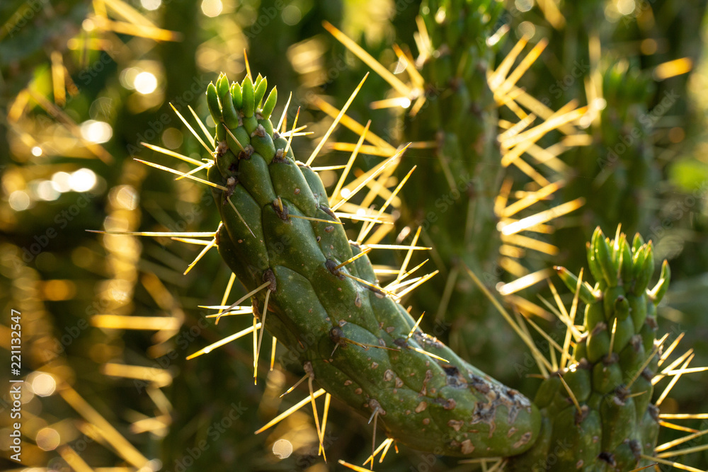Fototapeta premium Thorny succulent plant