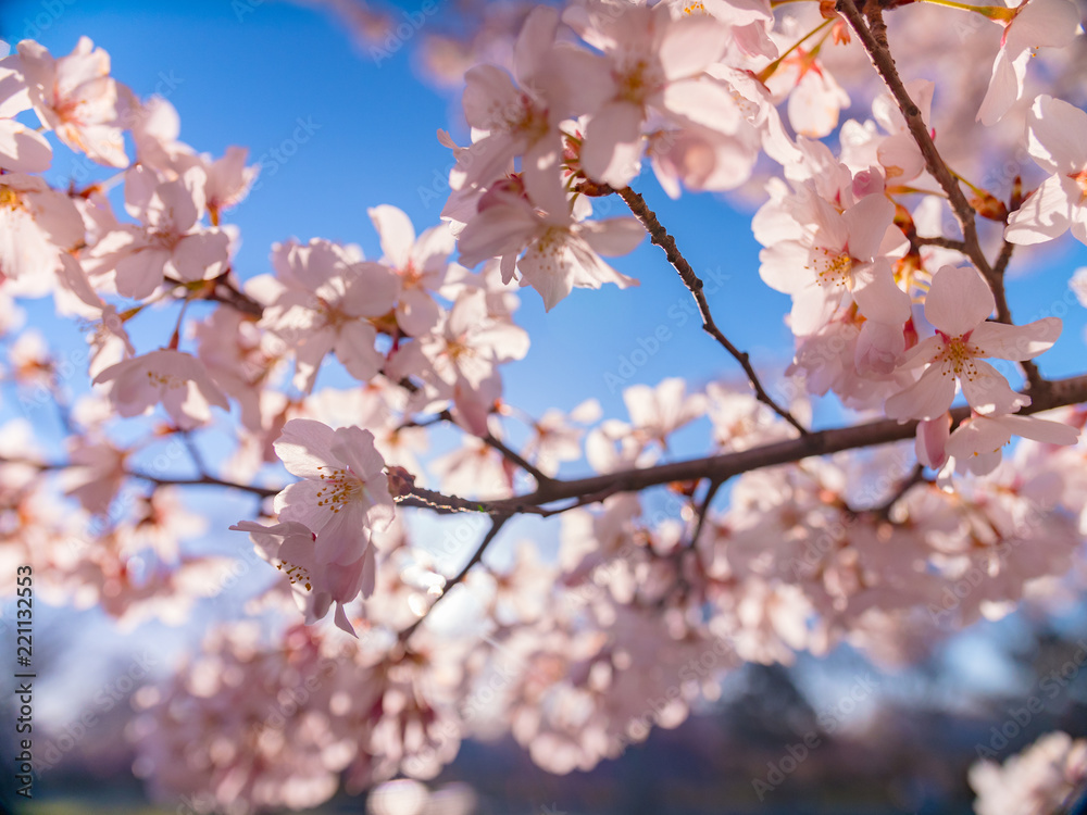 Cherry bloom branch detail