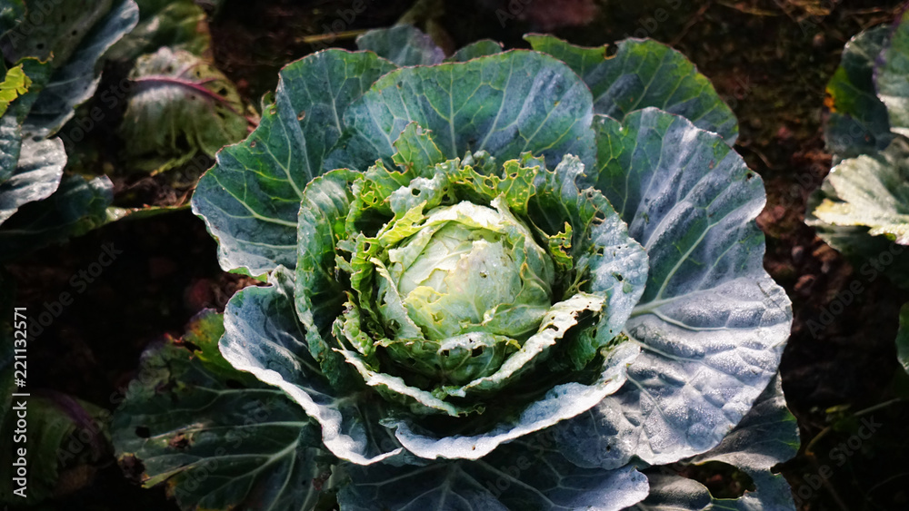 Obraz premium head of cabbage