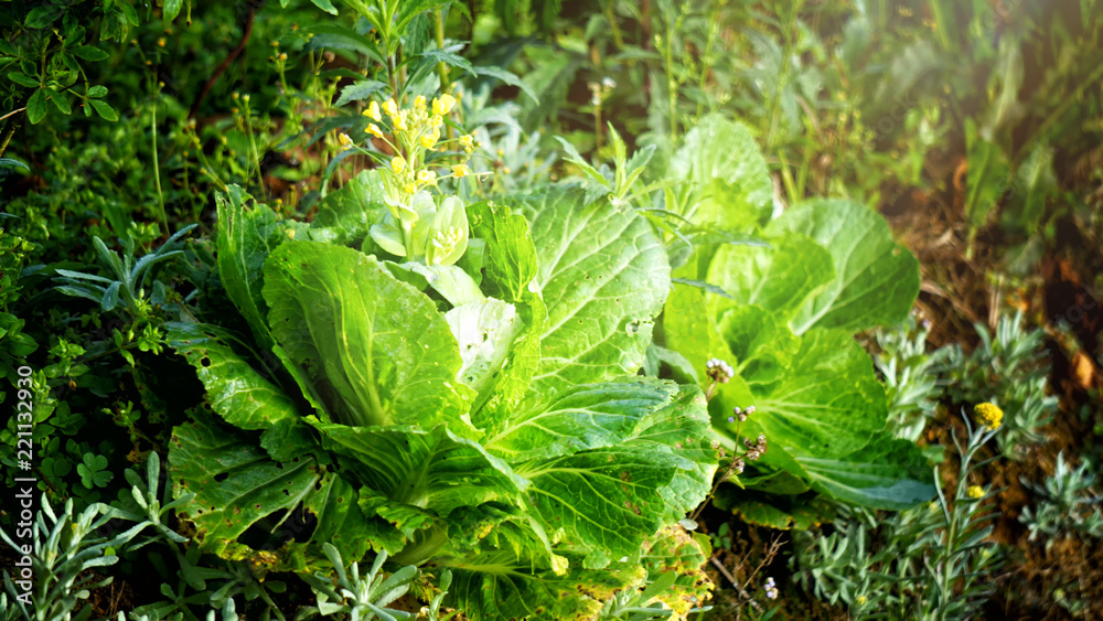 young plants in the garden young plants in the garden