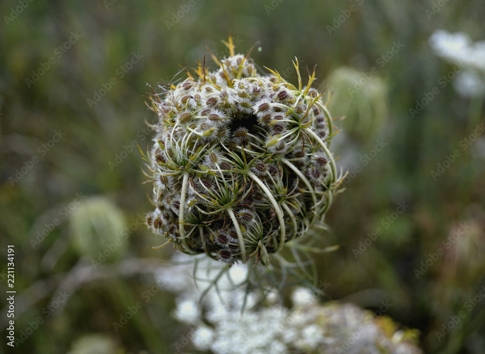 Nasty prickly wild grass Nasty prickly wild grass