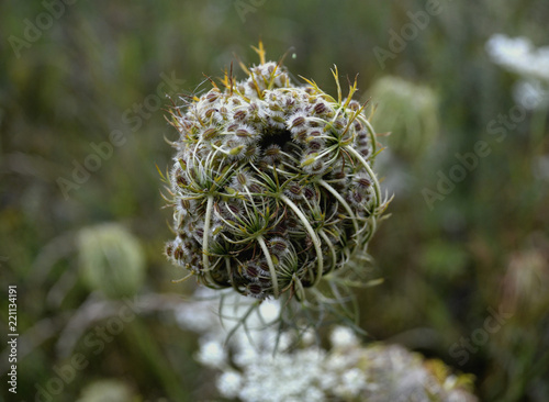 Nasty prickly wild grass