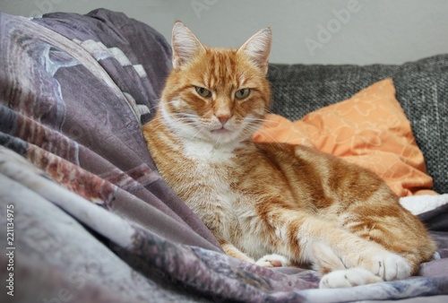 Rote Katze auf Sofa photo