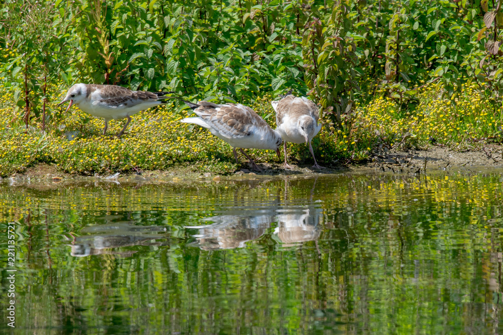 Young juvenile seagulls looking into shallow water in search of food Young juvenile seagulls looking into shallow water in search of food