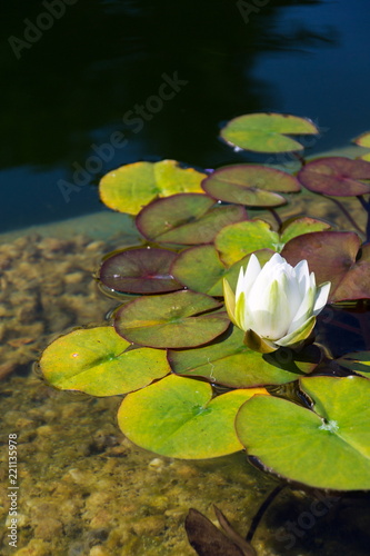 Valokuva Beautiful white water lily bloom detail, plants used at natural swimming pool fo