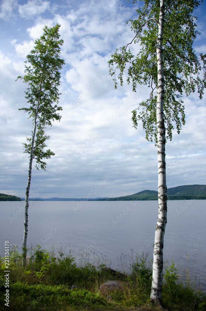 Birch by the lake