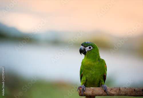 Beautiful macore Parrot bird parrot standing on a wooden rail asia thailand. photo