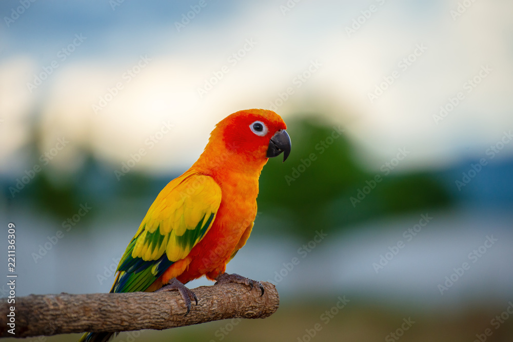 Beautiful macore Parrot bird parrot standing on a wooden rail asia thailand.