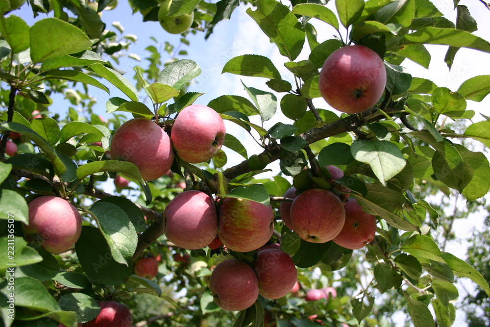 Obraz premium Fruit