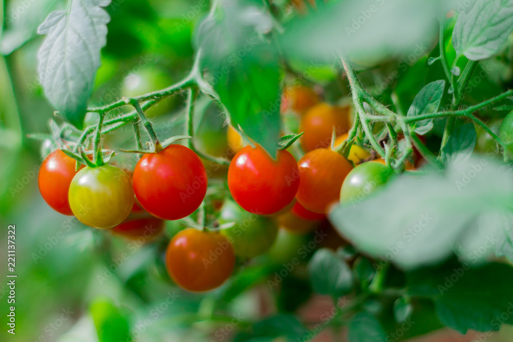 red and green cherry tomatoes on a branch in the garden