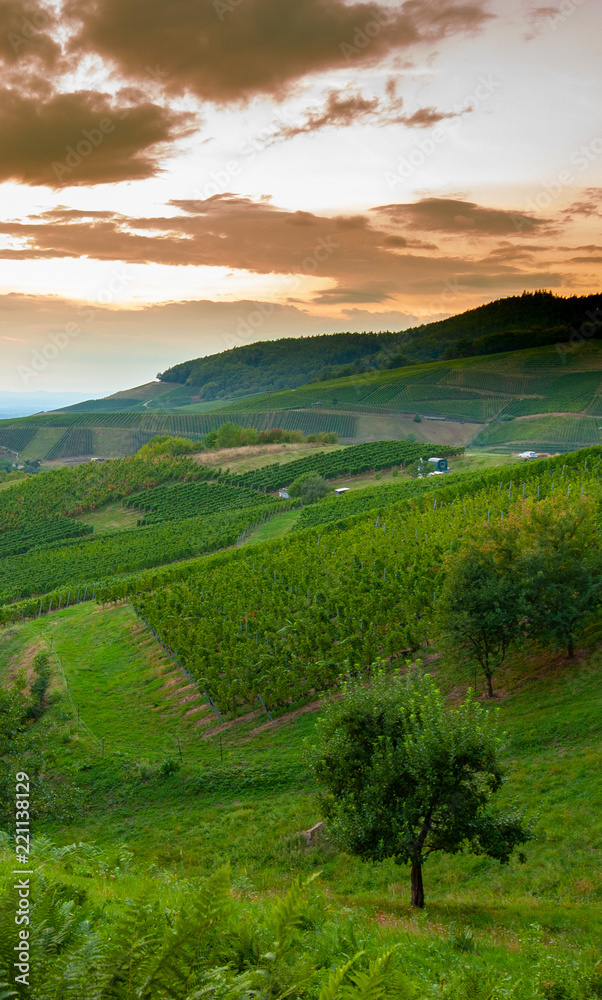 Sunset in vineyards in Schwartzwald hills.